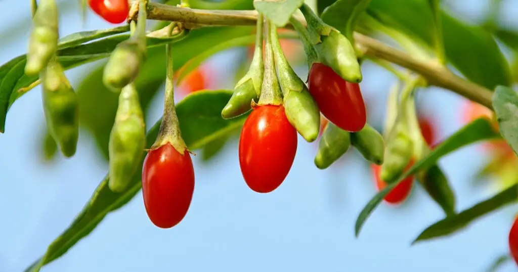 Goji Berries - Facts | Edison Institute of Nutrition | Online Nutrition Training