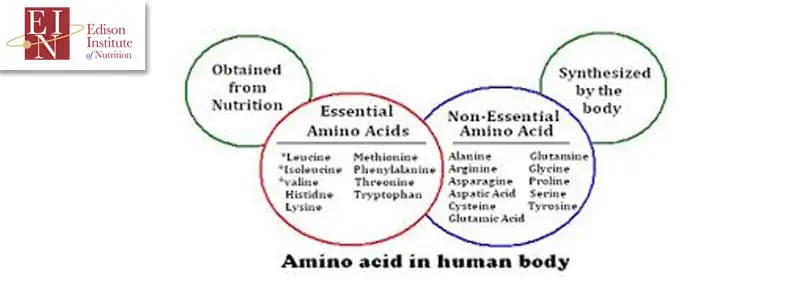 What Are Nonessential Amino Acids | Online Nutrition Training Course & Diplomas | Edison Institute of Nutrition