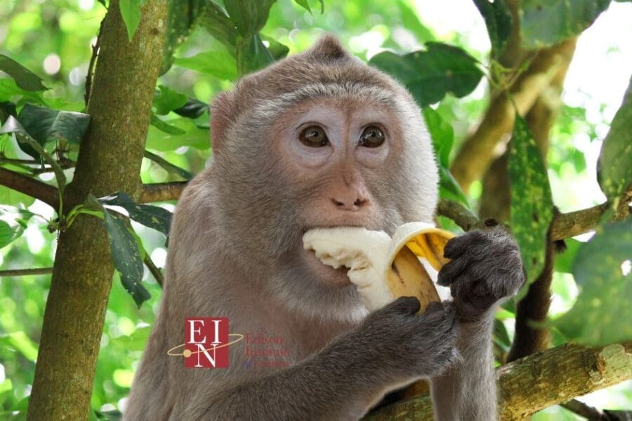 Why are Monkeys so Happy? | Online Nutrition Training Course & Diplomas | Edison Institute of Nutrition is a Nutrition School Training Nutrition Professionals Worldwide