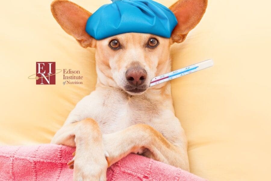 Why your detox is making you sick. The dangers of aggressive detoxing | Online Nutrition Training Course & Diplomas | Edison Institute of Nutrition is a Nutrition School Training Nutrition Professionals Worldwide