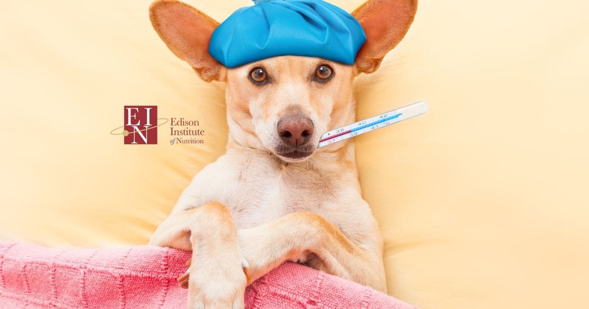 Why your detox is making you sick. The dangers of aggressive detoxing | Online Nutrition Training Course & Diplomas | Edison Institute of Nutrition is a Nutrition School Training Nutrition Professionals Worldwide