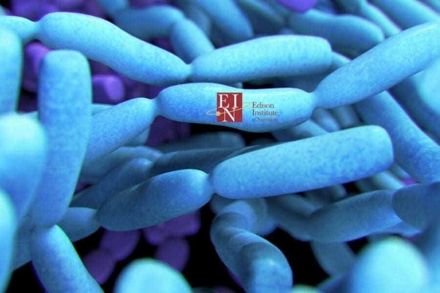 The Benefits of Supporting with Probiotics | Online Nutrition Training Course & Diplomas | Edison Institute of Nutrition is a Nutrition School Training Nutrition Professionals Worldwide