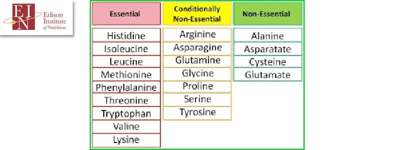 What Are Conditionally Essential Amino Acids | Online Nutrition Training Course & Diplomas | Edison Institute of Nutrition