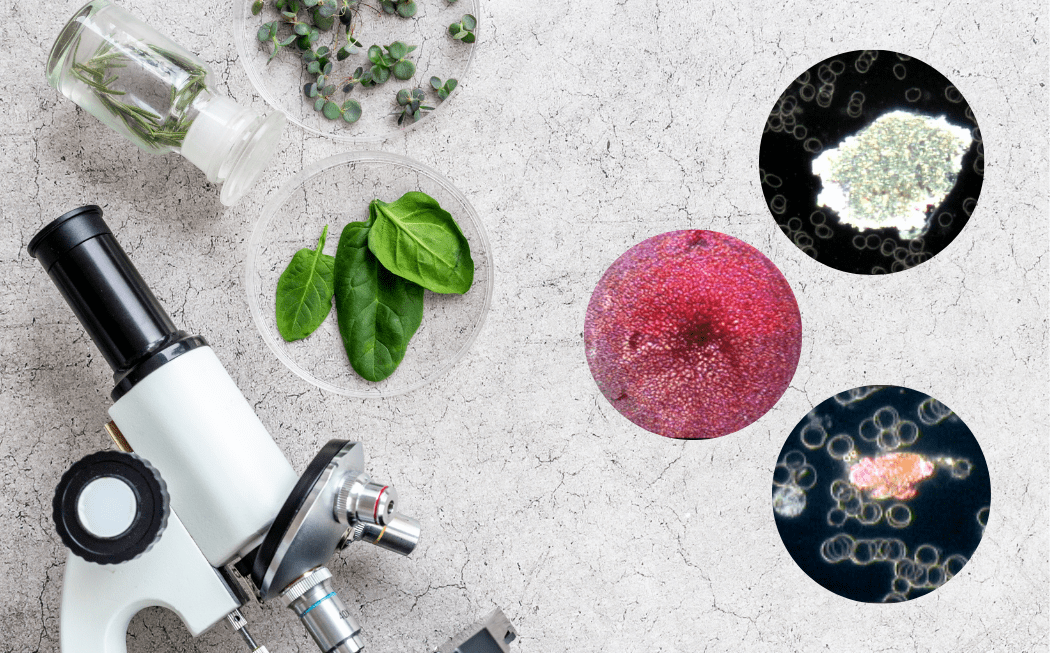 Live and Dry Cell Microscopy