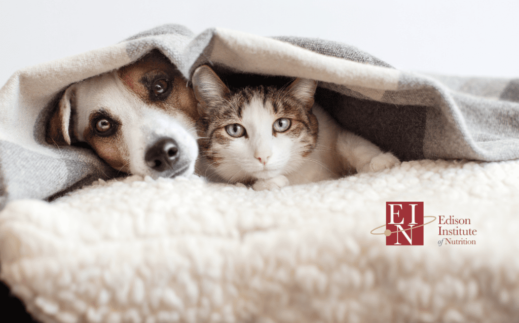 From Paws to People Pet Cancer Risks | Edison Institute of Nutrition